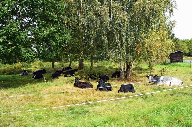 Cattle resting under trees (2), Monkswood Green, Worcs
