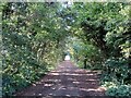 Green Tunnel near Bloors Wharf