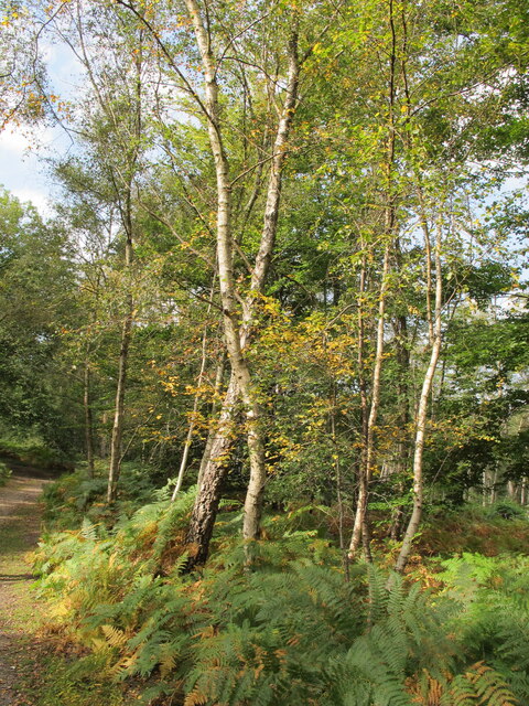 Silver birch in Egypt woods, start of autumn