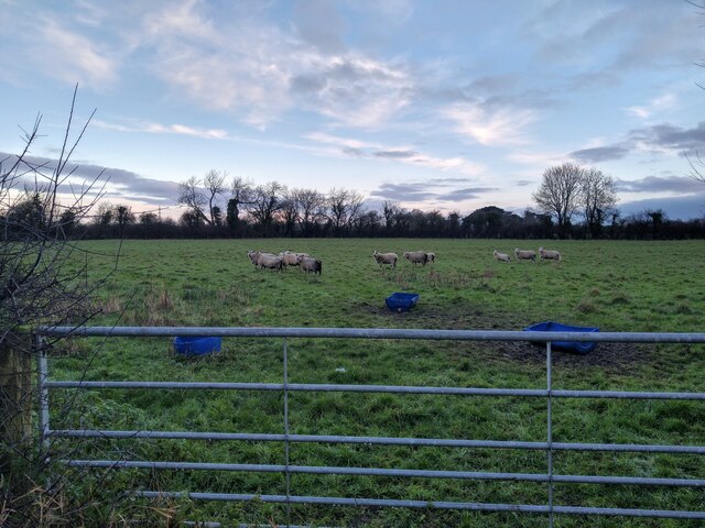 Sheep in a field near West Rolstone