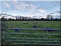 Sheep in a field near West Rolstone