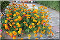 Marigolds on Norval Road, Northwick Park