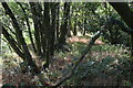 Overgrown railway embankment