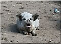 Friendly pig at Covet Farm Cottage, near Kingston