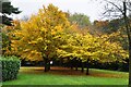 Hornbeam Avenue