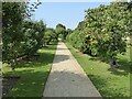 Apple trees at Rousham