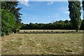 Sheep beside Telston Lane