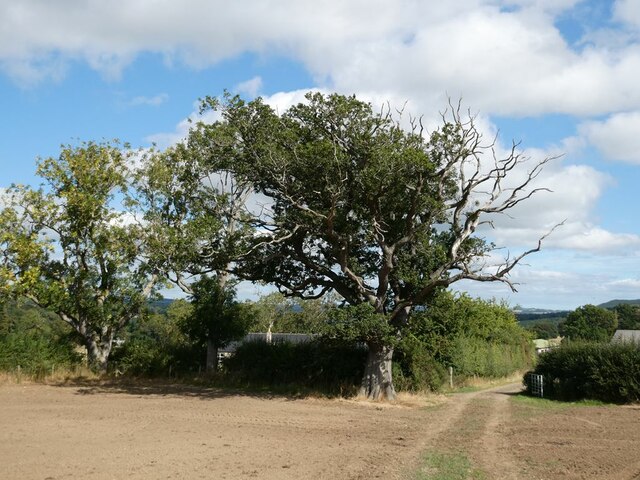 An ancient Oak