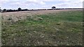 Sheep in field SE of B6263 east of Golden Fleece Motorway Services