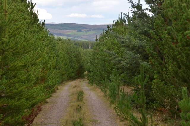 Forestry Track in Inveroykel Wood, Ross-shire