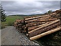 NR6840 : Harvested timber, North Muasdale Forest, Argyll by Claire Pegrum
