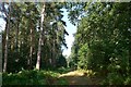 Footpath across Ingoldsby Wood