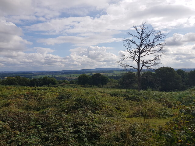 View across ancient fort on Kinver Edge