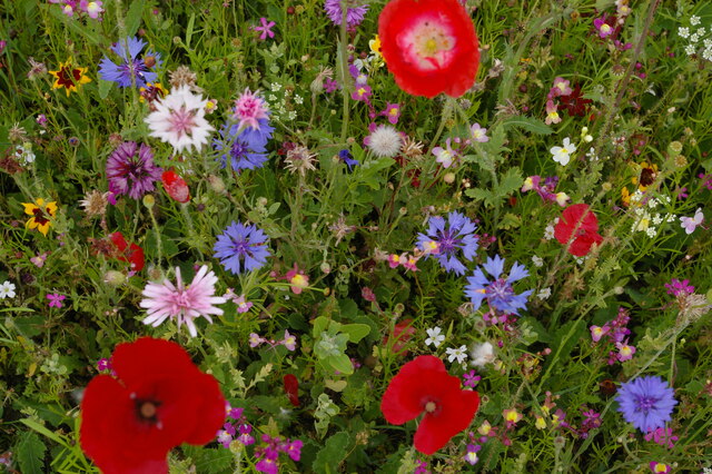 Wild flowers in the walled garden, Ickworth