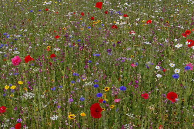 Wild flowers in the walled garden, Ickworth