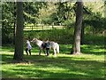 Rider leading horse at Gipsy Lane Car Park