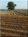 SP1540 : Potato field near Chipping Campden by Derek Harper