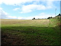 Stubble field and hedgerow