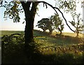 Hedges with trees at Blackwood