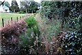 Vegetated ditch at Rye Foreign