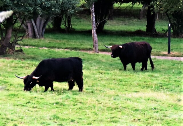 Black highland cattle at Hatchets, Rye Foreign