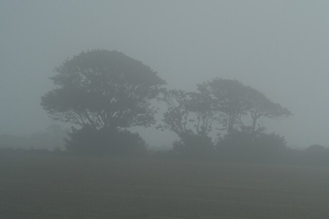 Misty hedgerow trees