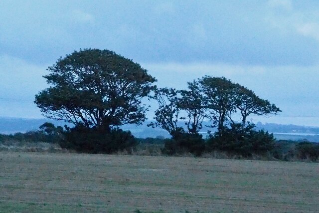 Hedgerow trees