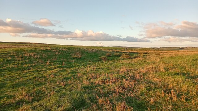 A Solitary Cow on Lumpy Ground