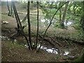 Pond and ditch in Park Wood