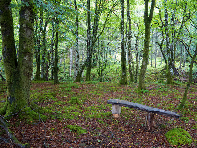 Rustic bench in the woods