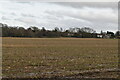 Field of stubble