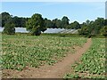 Farmland near Westhorpe