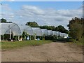 Polytunnels at Godber