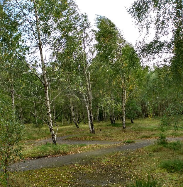 Birch woodland