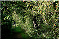 Bridleway near Upper Arley in Worcestershire