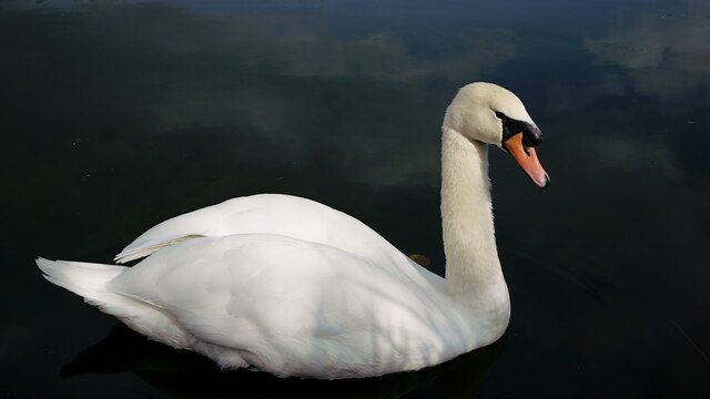 Friendly Swan