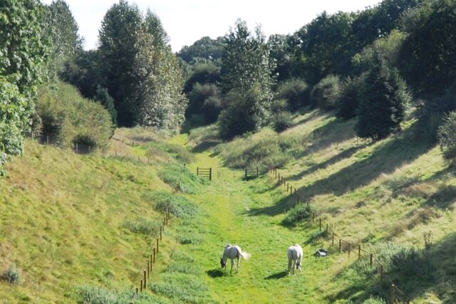 Two white horses grazing in old railway cutting