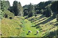 Two white horses grazing in old railway cutting