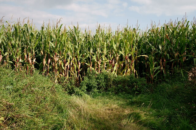 Maize Field