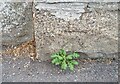 Ordnance Survey Cut Mark