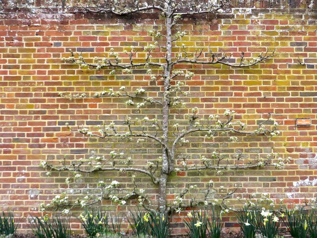 Espalier pear tree and daffodils in Felbrigg Hall's walled garden