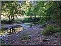 The river Honddu in woodland