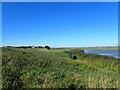 Looking towards Kings Hill Farmhouse, Elmley Island