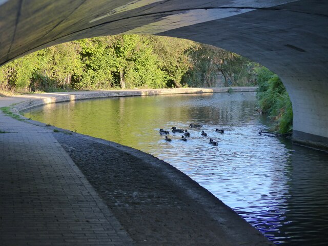 Bend in the Coventry Canal, with ducks