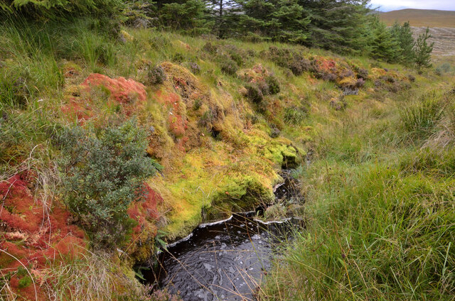 A Bank of Deep Coloured Moss by a Stream, Ross-shire