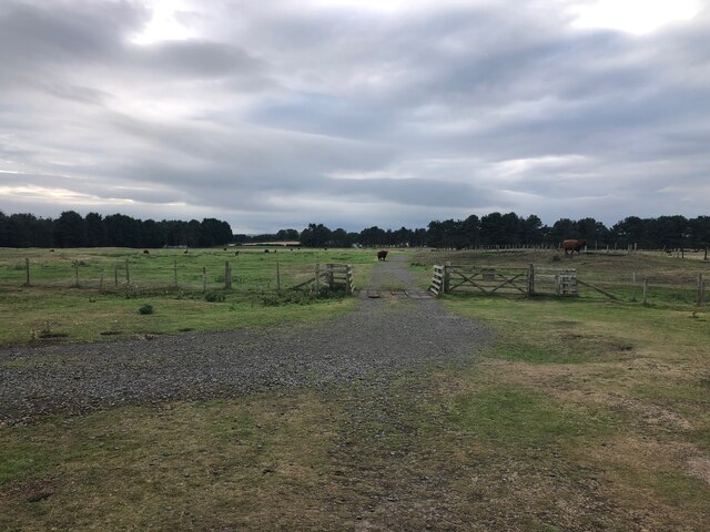 Gate and Cattle Grid at Ross Links