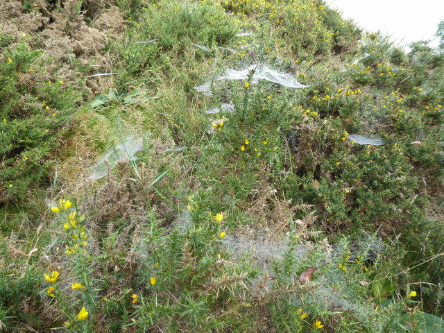 Cobwebs on gorse in September on Stapely Hill