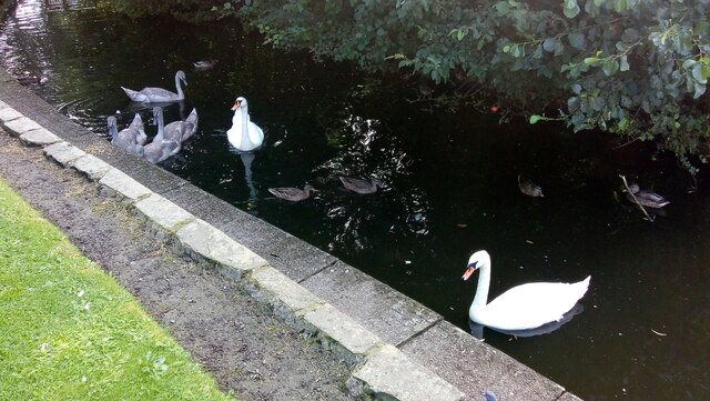 A Family of Swans on Peel Park Lake, Bradford