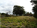 Waste ground and trees near Rosehall Farm