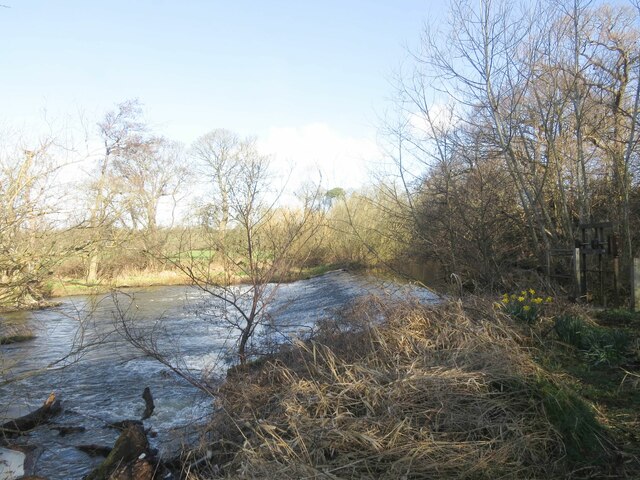 Leven Brae Plantation, Fife - area information, map, walks and more